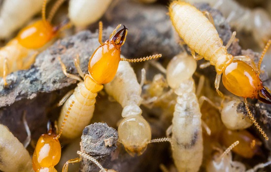 Termite Control